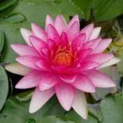 ヒメ日記 2026/02/05 07:01 投稿 綾野ゆゆ アラフォーna奥様 アラフィフna奥様（埼玉ハレ系）