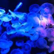 まりん 風邪をひいてしまいました... ぽっちゃり巨乳素人専門店ぷにめろ西船橋店