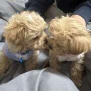 ヒメ日記 2025/12/25 17:58 投稿 ウユ ラブレター