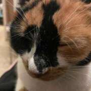 ヒメ日記 2026/03/05 20:18 投稿 しゅな 成田人妻花壇