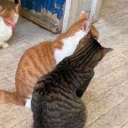 ヒメ日記 2026/04/21 21:00 投稿 しゅな 成田人妻花壇