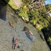 ヒメ日記 2026/01/30 00:36 投稿 もあ 佐賀人妻デリヘル 「デリ夫人」