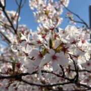 ヒメ日記 2026/04/12 15:20 投稿 こころ 石庭