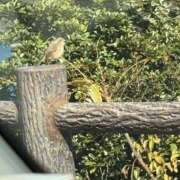 ヒメ日記 2026/03/28 21:50 投稿 ひさめ 熟女家 十三店