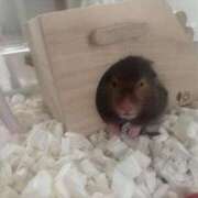 ヒメ日記 2026/03/09 20:02 投稿 リィナ Club Hearts