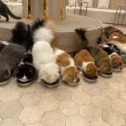 彩（あや） 初めまして♡ 東金人妻花壇