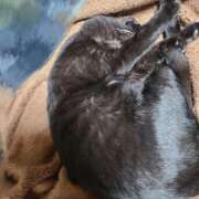 ヒメ日記 2025/12/31 21:47 投稿 ふらん ドMバスターズ 京都店