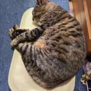 ヒメ日記 2026/04/01 20:21 投稿 ふらん ドMバスターズ 京都店