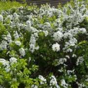 ヒメ日記 2026/01/06 14:30 投稿 ゆうがお DCP