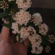 ヒメ日記 2026/01/14 17:30 投稿 ゆうがお DCP