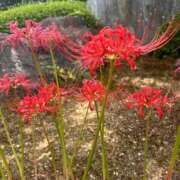 ヒメ日記 2026/01/21 01:11 投稿 ゆうがお DCP