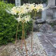 ヒメ日記 2026/01/31 02:45 投稿 ゆうがお DCP