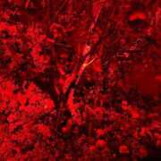 ヒメ日記 2026/01/31 22:45 投稿 ゆうがお DCP