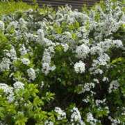 ヒメ日記 2026/02/19 14:48 投稿 ゆうがお DCP