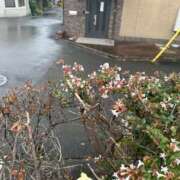 ヒメ日記 2026/02/19 20:45 投稿 ゆうがお DCP