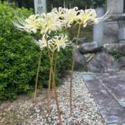 ヒメ日記 2026/02/23 13:27 投稿 ゆうがお DCP