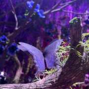 ヒメ日記 2026/02/25 22:45 投稿 ゆうがお DCP