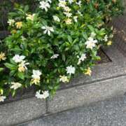 ヒメ日記 2026/06/09 14:18 投稿 ゆうがお DCP