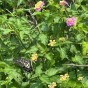 ヒメ日記 2026/06/30 14:17 投稿 ゆうがお DCP