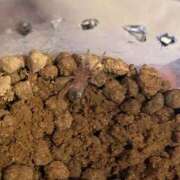 ヒメ日記 2026/01/05 07:45 投稿 ゆうがお 京都デリヘル倶楽部FIRST