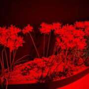 ヒメ日記 2026/01/07 02:20 投稿 ゆうがお 京都デリヘル倶楽部FIRST