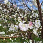 ヒメ日記 2026/01/13 19:30 投稿 ゆうがお 京都デリヘル倶楽部FIRST