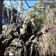 ヒメ日記 2026/03/02 01:40 投稿 ゆうがお 京都デリヘル倶楽部FIRST