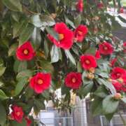 ヒメ日記 2025/12/16 19:21 投稿 ゆうがお 京都ホテヘル倶楽部