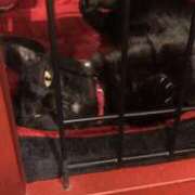 ヒメ日記 2025/12/28 22:36 投稿 ゆうがお 京都ホテヘル倶楽部