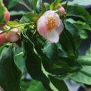 ヒメ日記 2026/01/06 16:45 投稿 ゆうがお 京都ホテヘル倶楽部