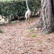 ヒメ日記 2026/01/06 18:15 投稿 ゆうがお 京都ホテヘル倶楽部