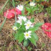 ヒメ日記 2026/01/20 15:45 投稿 ゆうがお 京都ホテヘル倶楽部