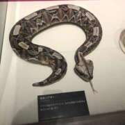 ヒメ日記 2026/02/19 16:45 投稿 ゆうがお 京都ホテヘル倶楽部