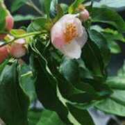 ヒメ日記 2026/03/19 12:45 投稿 ゆうがお 京都ホテヘル倶楽部