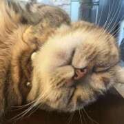 ヒメ日記 2025/12/21 07:21 投稿 神崎 人妻風俗チャンネル