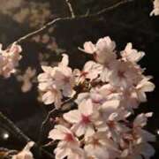 弓元舞衣 3/31　アルルのＴ様へ 五十路マダム愛されたい熟女たち岡山店（カサブランカグループ）