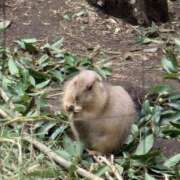 ヒメ日記 2026/01/18 13:37 投稿 みな 丸妻 池袋店