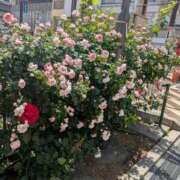 ヒメ日記 2026/05/09 14:35 投稿 みな 丸妻 池袋店