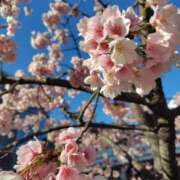 ヒメ日記 2026/03/08 08:02 投稿 朝比奈 ことの こあくまな熟女たち 西川口店(KOAKUMAグループ)