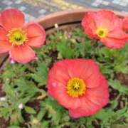 ヒメ日記 2026/03/16 16:21 投稿 朝比奈 ことの こあくまな熟女たち 西川口店(KOAKUMAグループ)