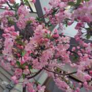 ヒメ日記 2026/03/30 08:37 投稿 朝比奈 ことの こあくまな熟女たち 西川口店(KOAKUMAグループ)