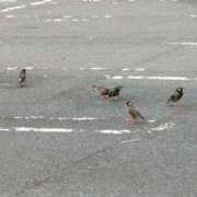 ヒメ日記 2026/04/13 09:17 投稿 朝比奈 ことの こあくまな熟女たち 西川口店(KOAKUMAグループ)