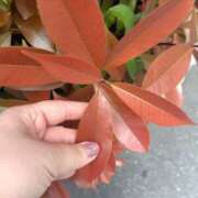 ヒメ日記 2026/04/13 13:15 投稿 朝比奈 ことの こあくまな熟女たち 西川口店(KOAKUMAグループ)