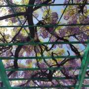 ヒメ日記 2026/04/13 14:01 投稿 朝比奈 ことの こあくまな熟女たち 西川口店(KOAKUMAグループ)