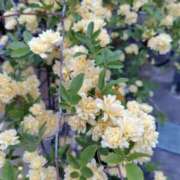 ヒメ日記 2026/04/15 08:34 投稿 朝比奈 ことの こあくまな熟女たち 西川口店(KOAKUMAグループ)