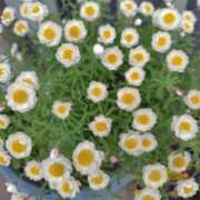 ヒメ日記 2026/04/15 12:06 投稿 朝比奈 ことの こあくまな熟女たち 西川口店(KOAKUMAグループ)