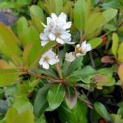 ヒメ日記 2026/04/29 09:15 投稿 朝比奈 ことの こあくまな熟女たち 西川口店(KOAKUMAグループ)