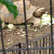 ヒメ日記 2026/06/11 21:21 投稿 朝比奈 ことの こあくまな熟女たち 西川口店(KOAKUMAグループ)