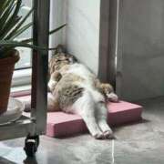 ヒメ日記 2025/12/20 04:46 投稿 小日向あお 五反田 必要以上のエステ（シンデレラグループ）