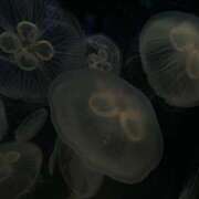 ヒメ日記 2026/03/30 21:55 投稿 クウ RING